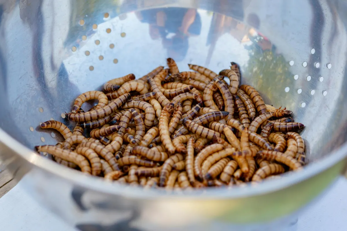 Stainless steel bowl filled with numerous brown superworms (feeder insects) for bearded dragons.