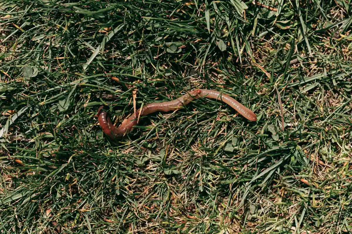 Live earthworms on grass, a common live-food option for bearded dragons.