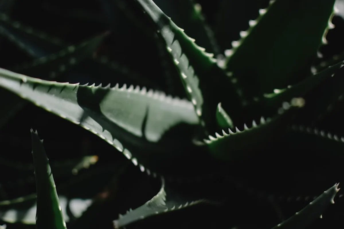 Close-up of aloe vera plant leaves with serrated edges, dark green color.