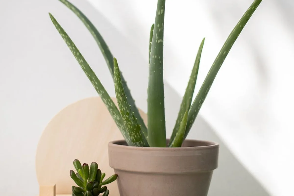Aloe vera plant in a beige pot with a small succulent on a light background