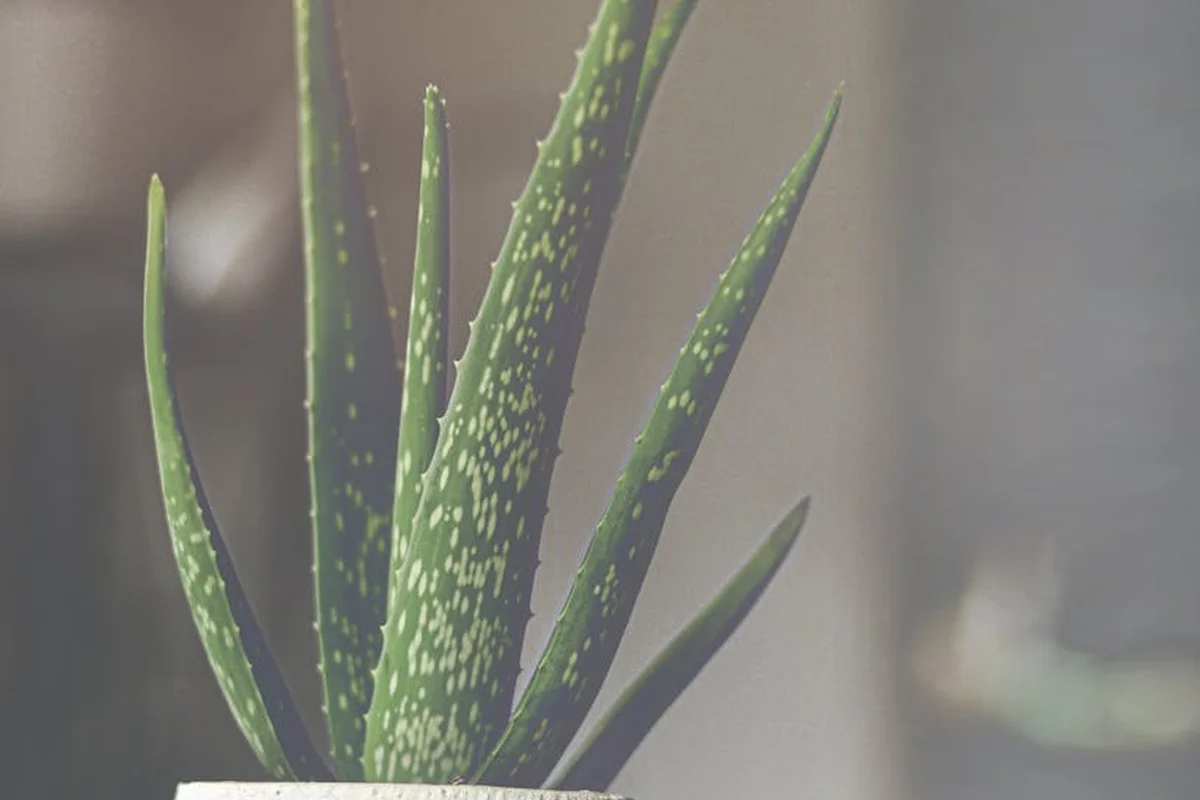 Close-up of an aloe vera plant with long, green speckled leaves in a white pot