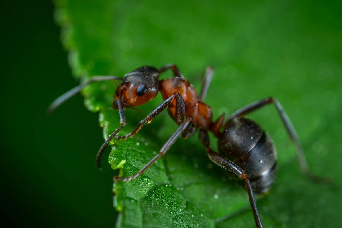 Close-up of a red and black ant on a green leaf, illustrating insects considered for feeding bearded dragons.