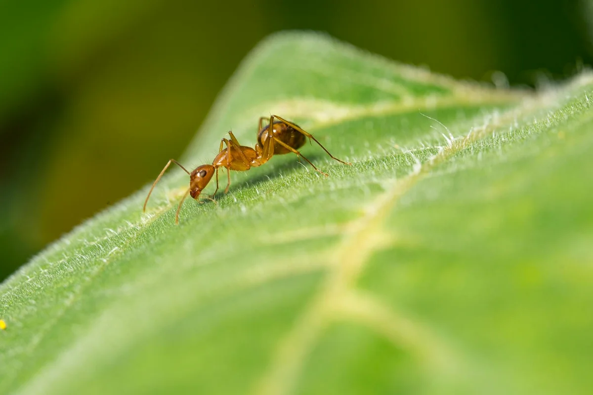 Macro photo of two ants walking on a green leaf, illustrating how ants can enter a bearded dragon's habitat.