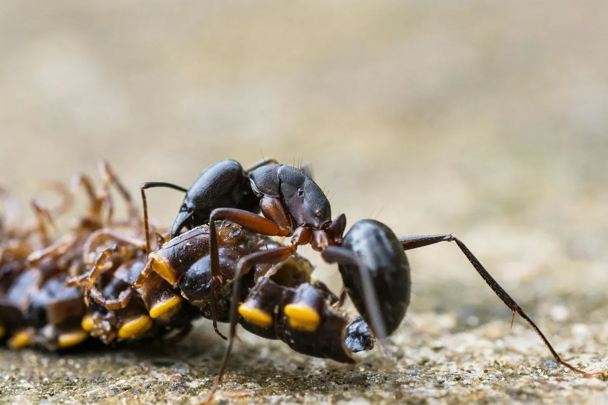 Close-up of a group of black ants with yellow markings on a rough surface.