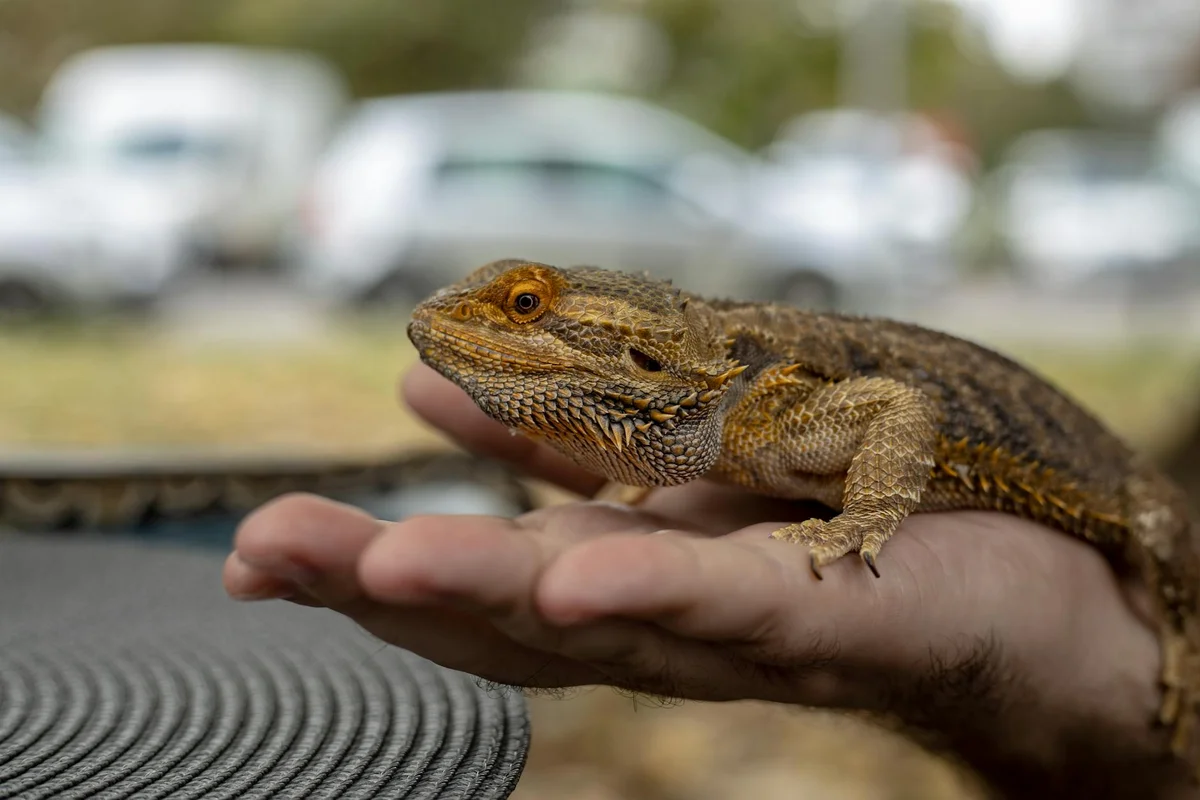 Close-up of a baby bearded dragon perched on a person's hand, highlighting gentle handling during feeding.