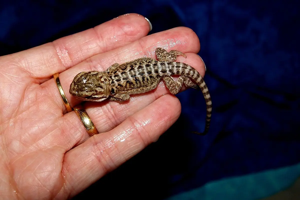 Baby bearded dragon perched on a person's palm