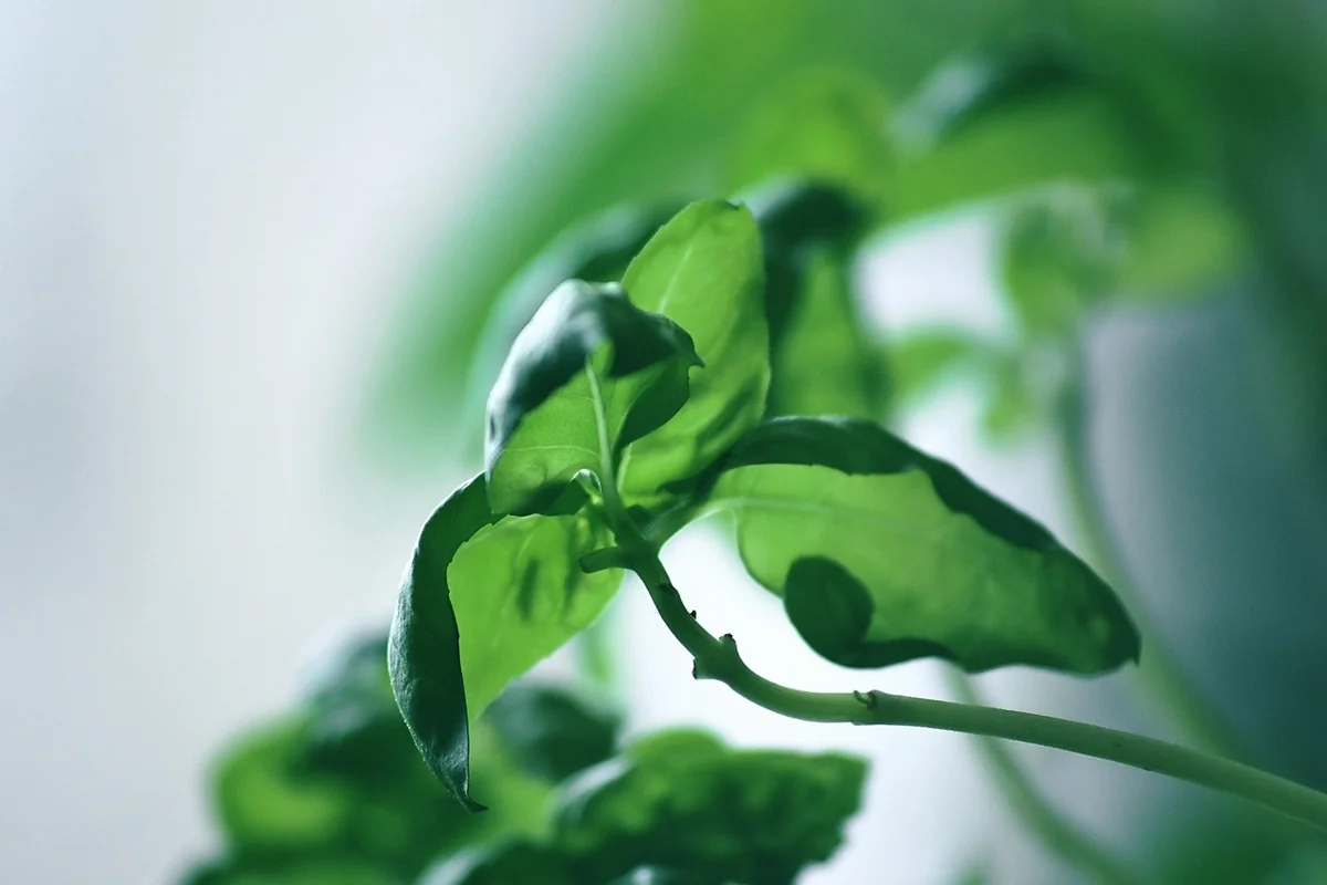 Close-up of fresh green basil leaves
