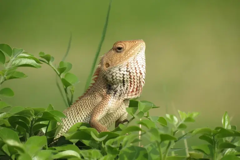 Adult bearded dragon perched among green foliage.