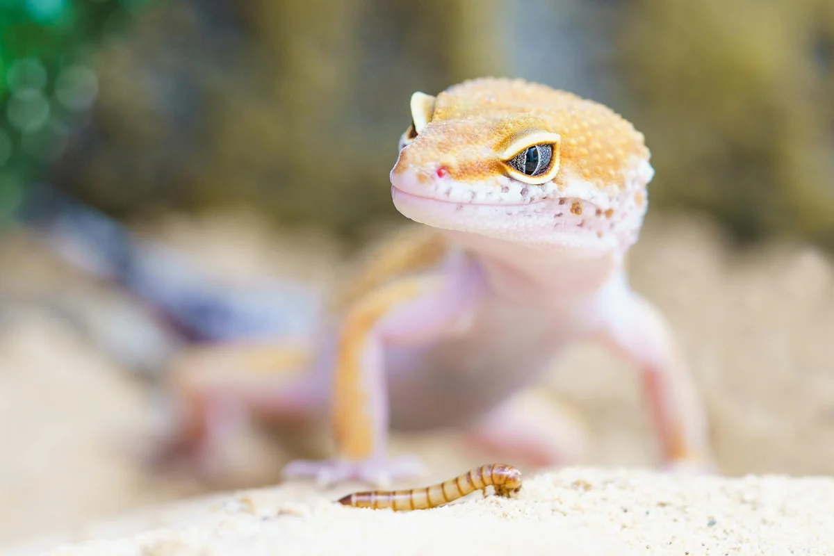 Bearded dragon on sandy substrate with a small mealworm in the foreground, highlighting dietary alternatives for a balanced diet