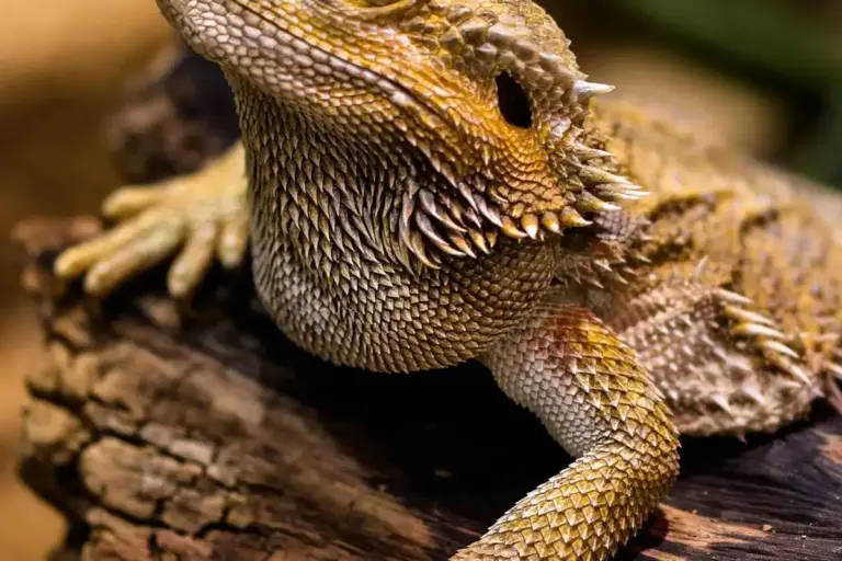 Close-up of a bearded dragon's head and front leg resting on a textured log, showcasing rough scales.