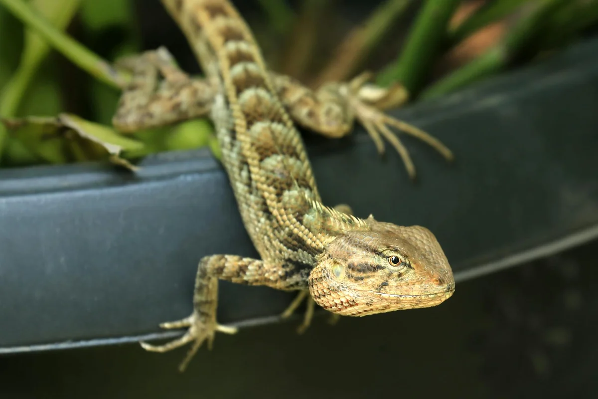 Bearded dragon perched on the rim of a plant pot, looking toward the camera.