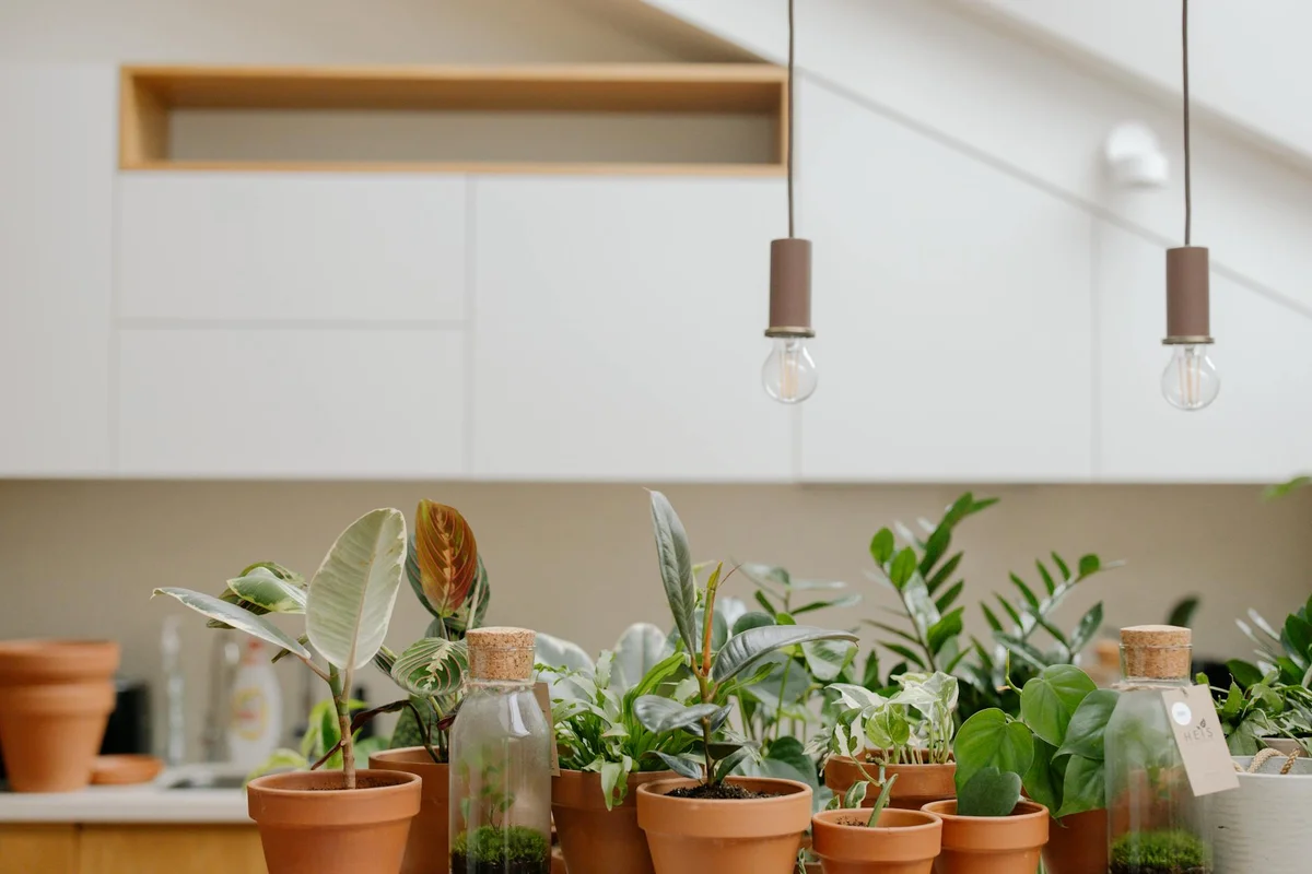Row of assorted leafy houseplants in small terracotta pots on a kitchen counter