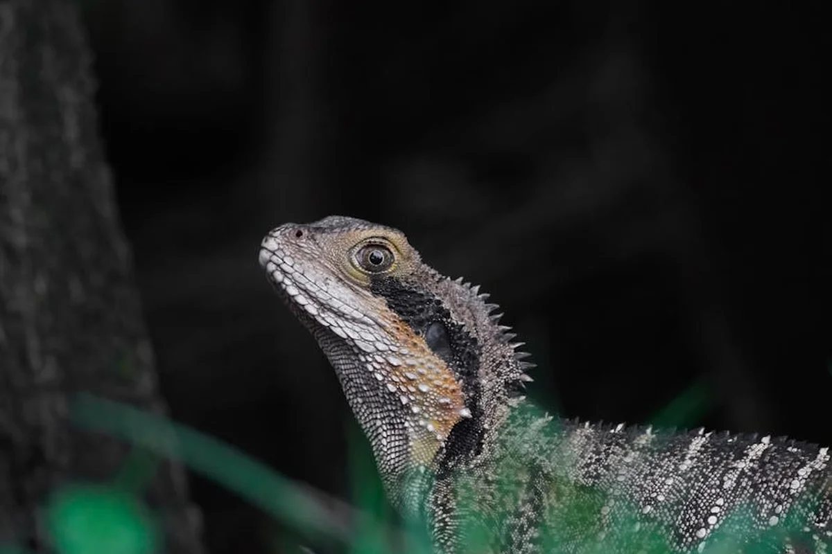 Close-up of a bearded dragon's head peering above green grass with a dark background