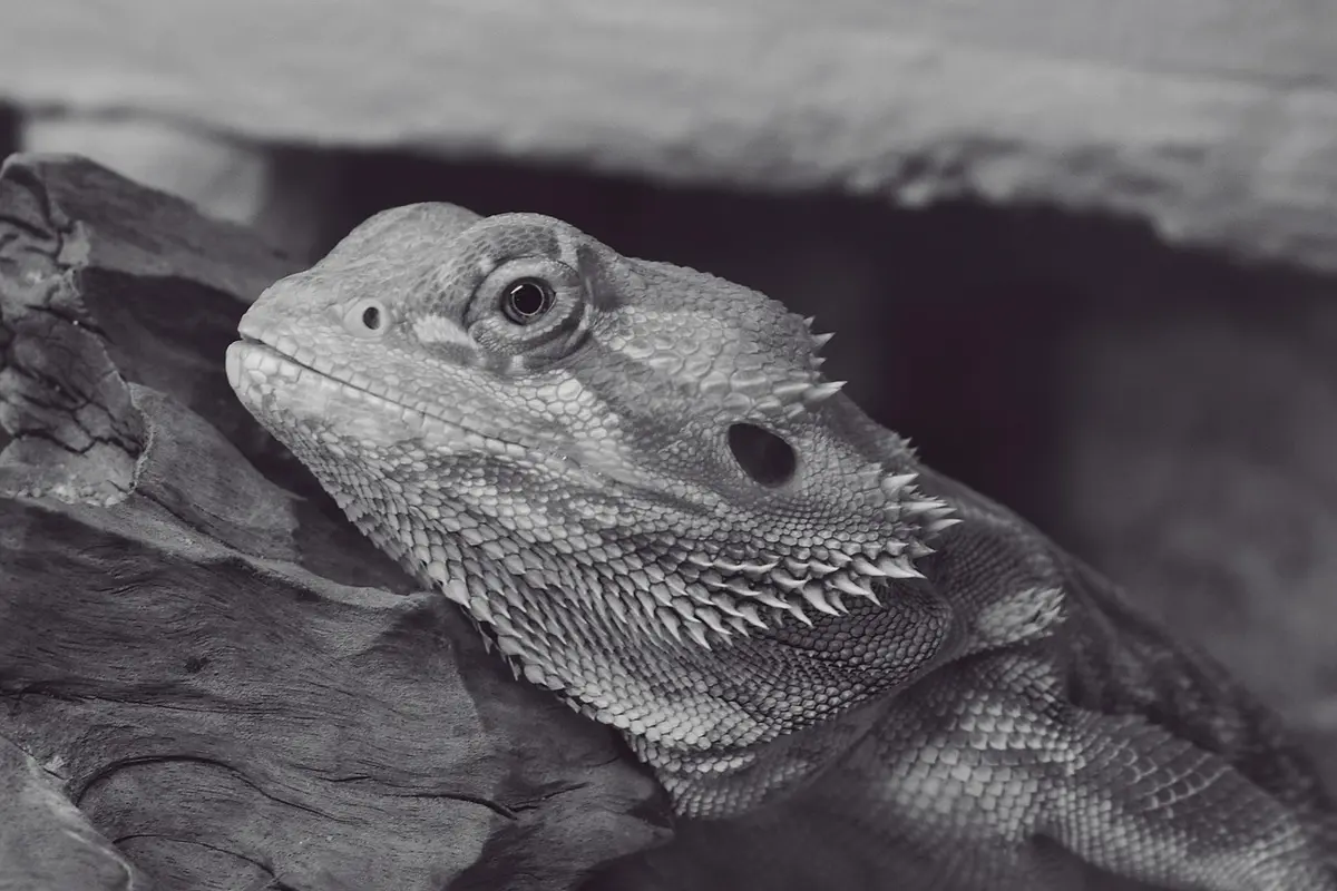 Bearded dragon resting on a rock