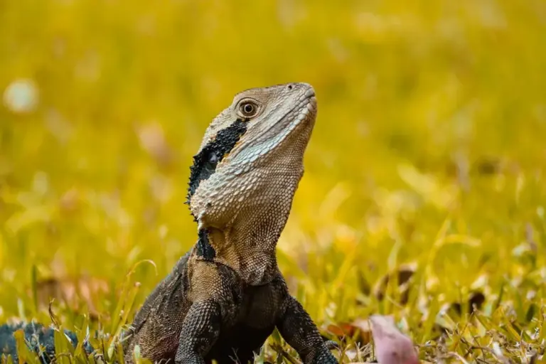 Bearded dragon in a sunlit grassy field, looking upward.