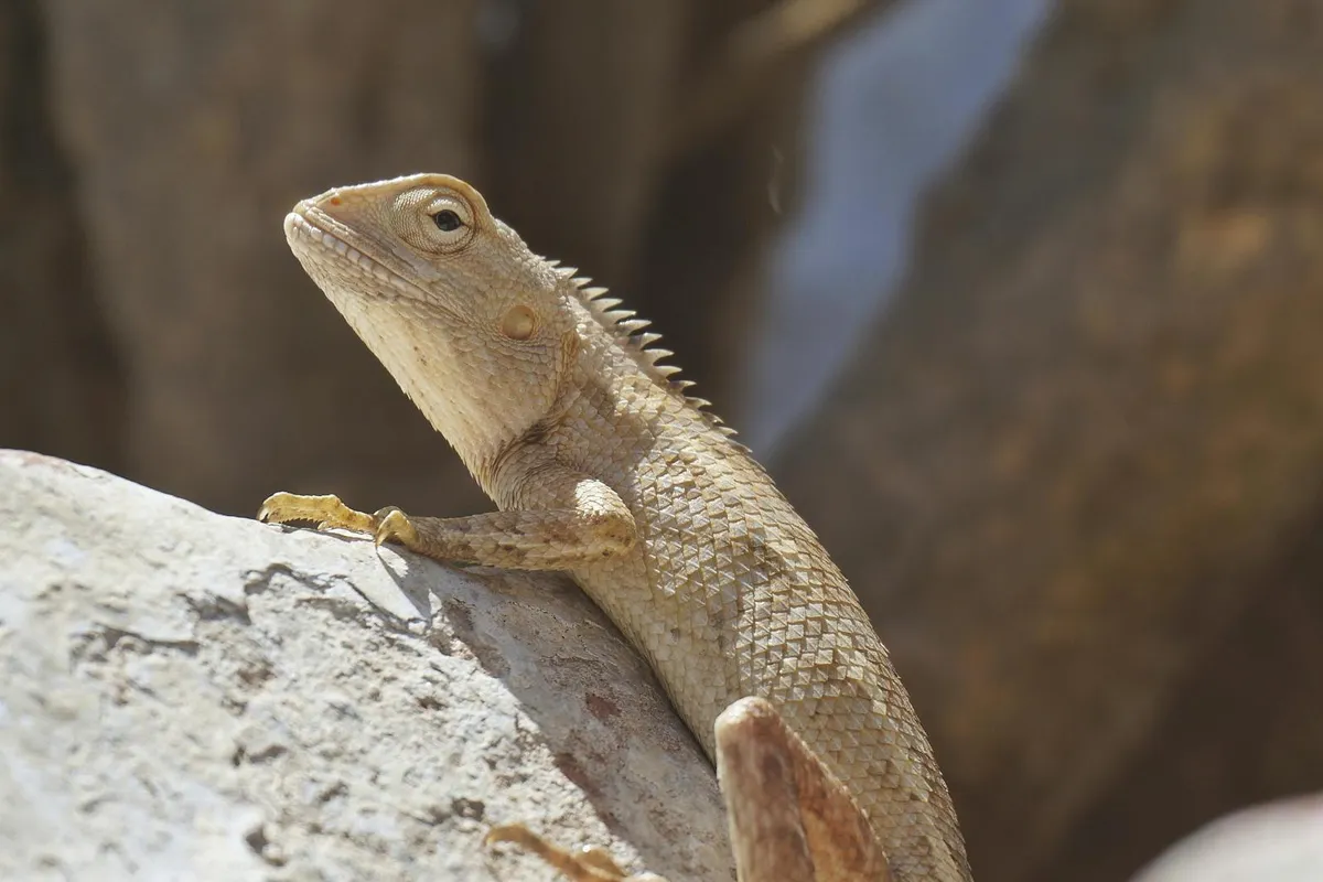 Bearded dragon perched on a rock, basking in sunlight, with textured scales and spines along its back.