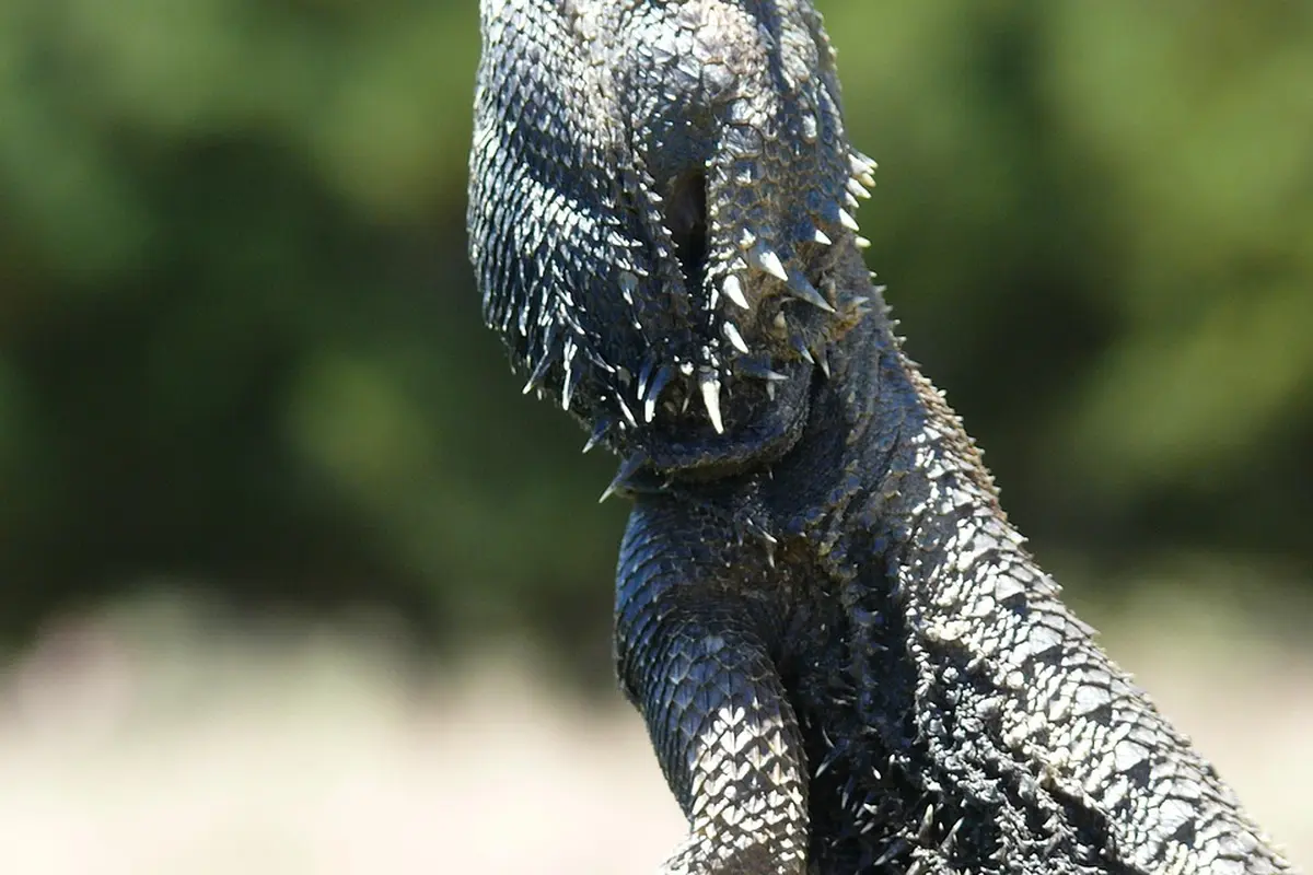 Bearded dragon with textured scales basking in the light.
