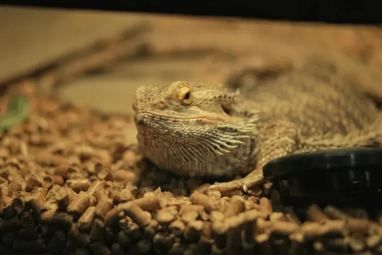 Close-up of a bearded dragon resting on brown gravel substrate inside a terrarium
