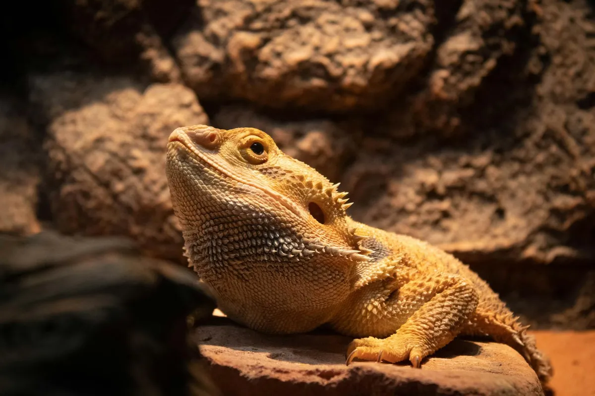 Bearded dragon basking on a rock, displaying its textured scales in a desert-like enclosure.
