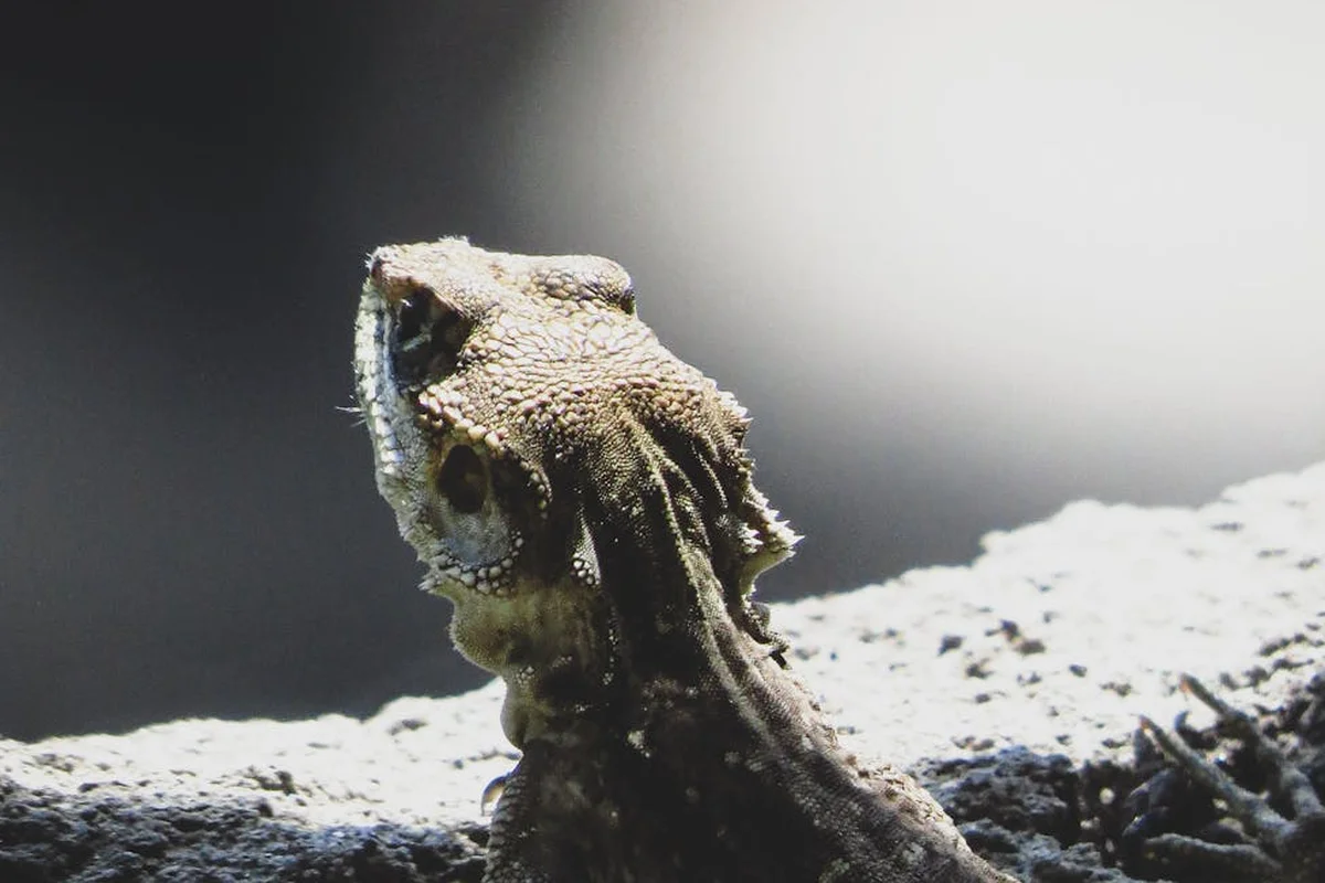 Close-up of a bearded dragon perched on a rock, looking alert.