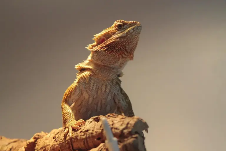 A bearded dragon perched on a branch, looking upward in warm sunlight.