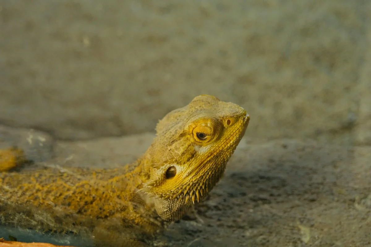 Close-up image of a bearded dragon resting on a sandy surface.