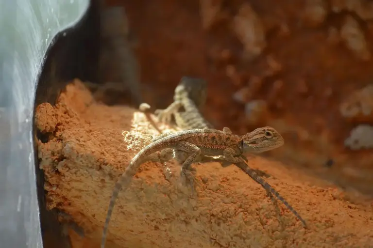 Small bearded dragon perched on orange sand inside a terrarium.