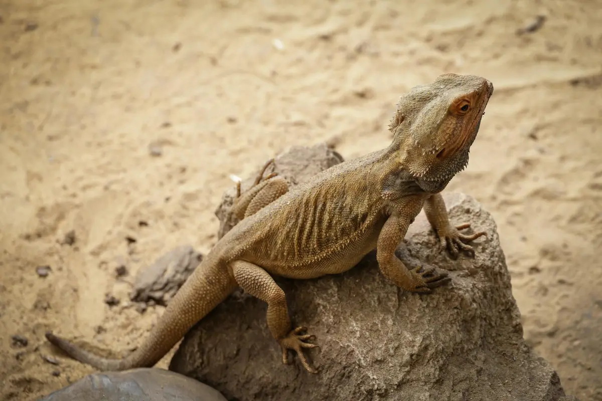 Bearded dragon perched on a rock in a sandy desert-like enclosure