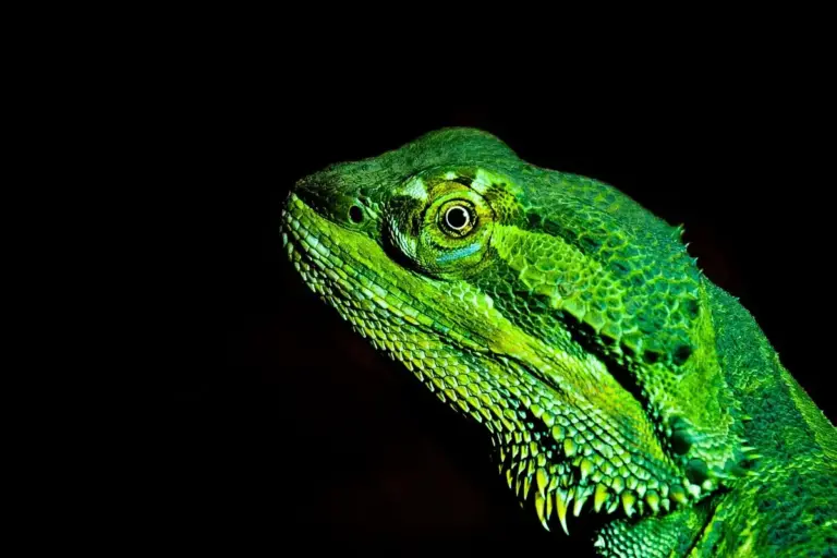 Close-up side profile of a vivid green bearded dragon against a black background.