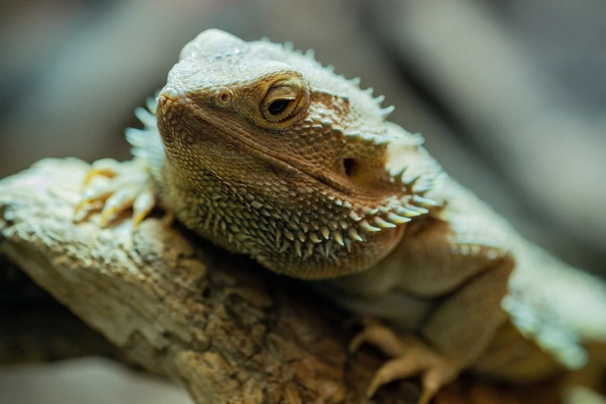 Close-up of a bearded dragon resting on a textured log