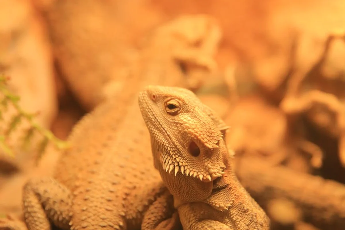 Close-up image of a bearded dragon with textured scales basking in warm light.