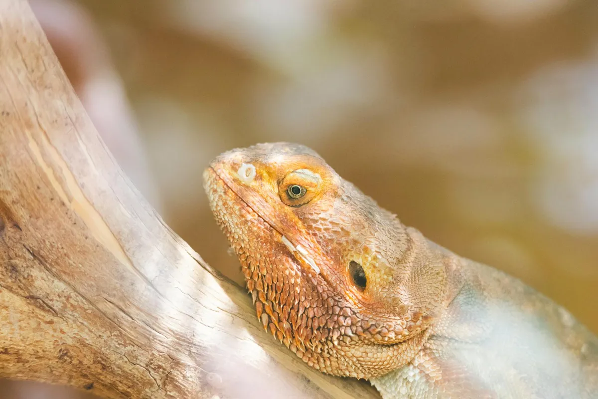 Close-up of a bearded dragon's head resting on a branch