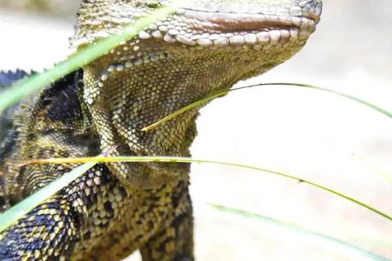 Close-up of a bearded dragon's head and textured scales with blades of grass in the foreground.