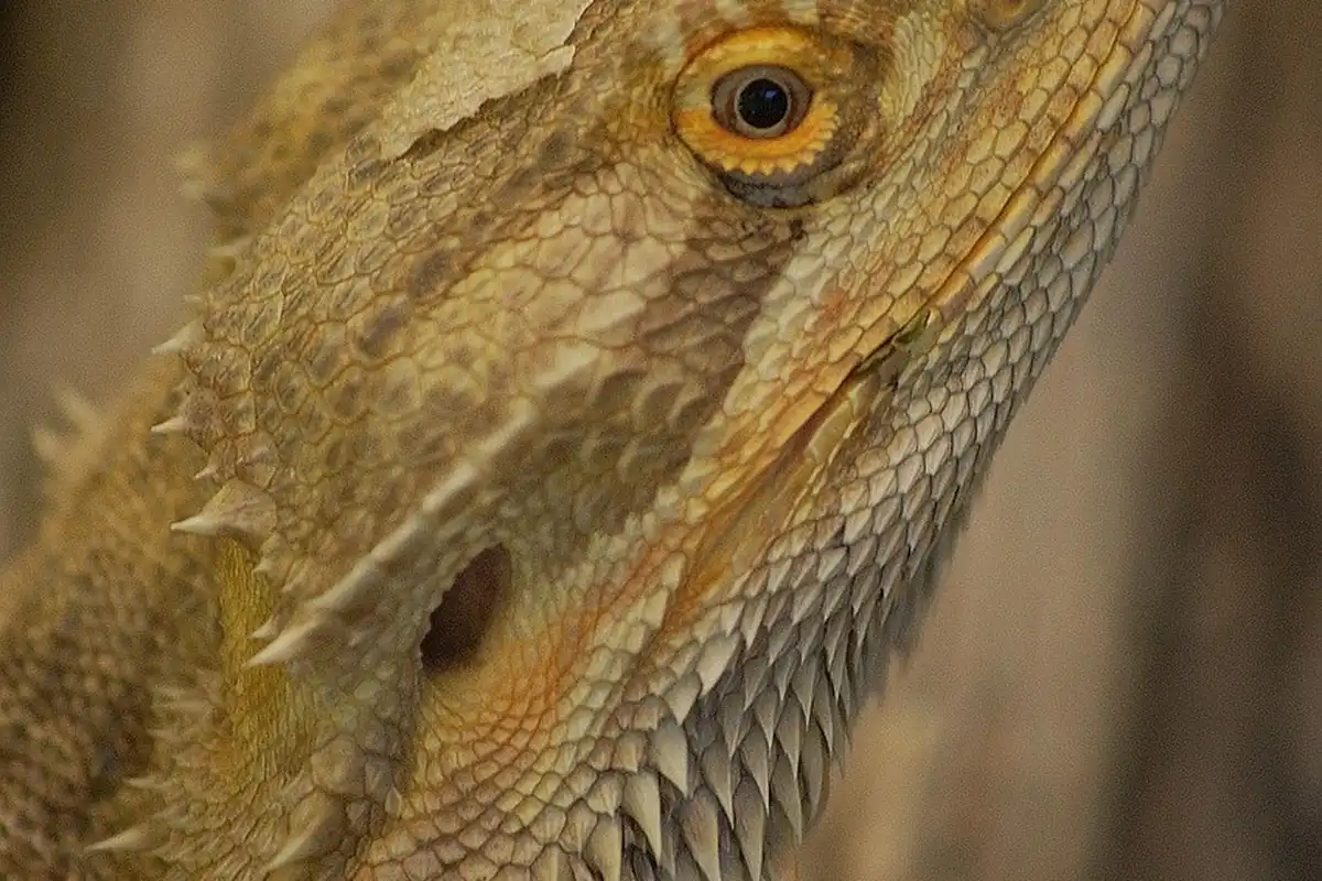Close-up of a bearded dragon's head with textured scales and orange eye