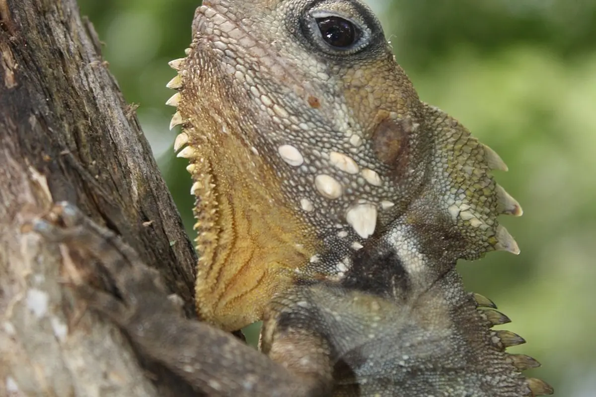Close-up of a bearded dragon's head and textured skin, clinging to a tree branch with a blurred green background.