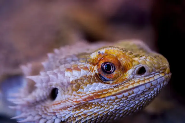 Close-up of a bearded dragon's head, showing textured scales and an orange eye.