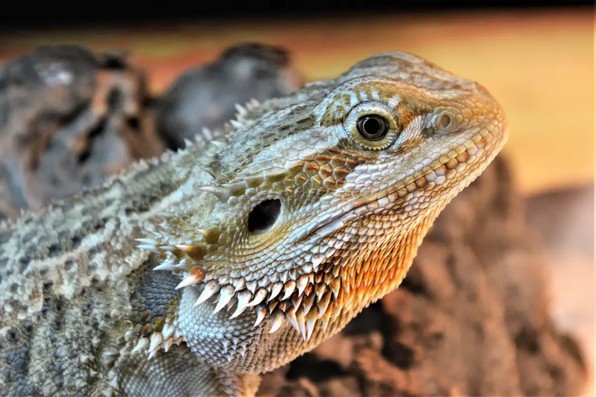 Close-up of a bearded dragon's head, showing rough, spiky scales.