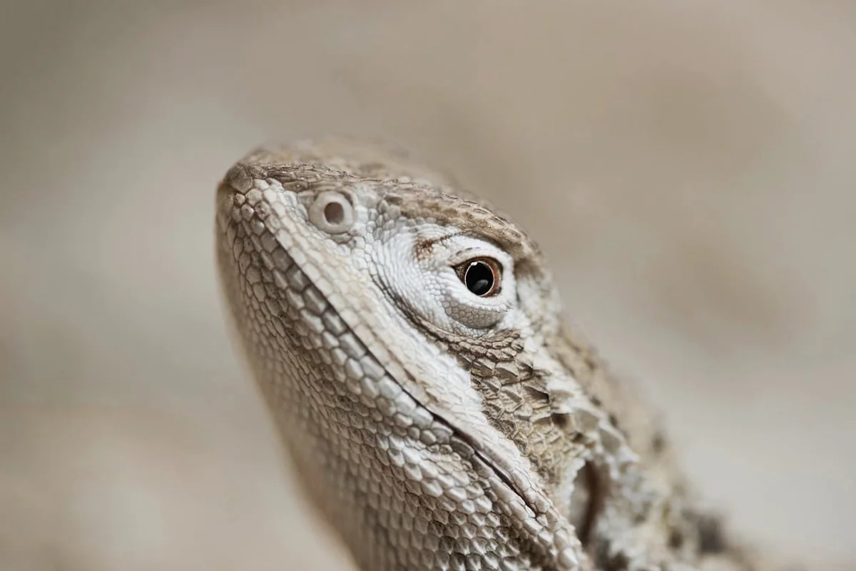 Close-up of a bearded dragon’s head and textured scales, looking upward