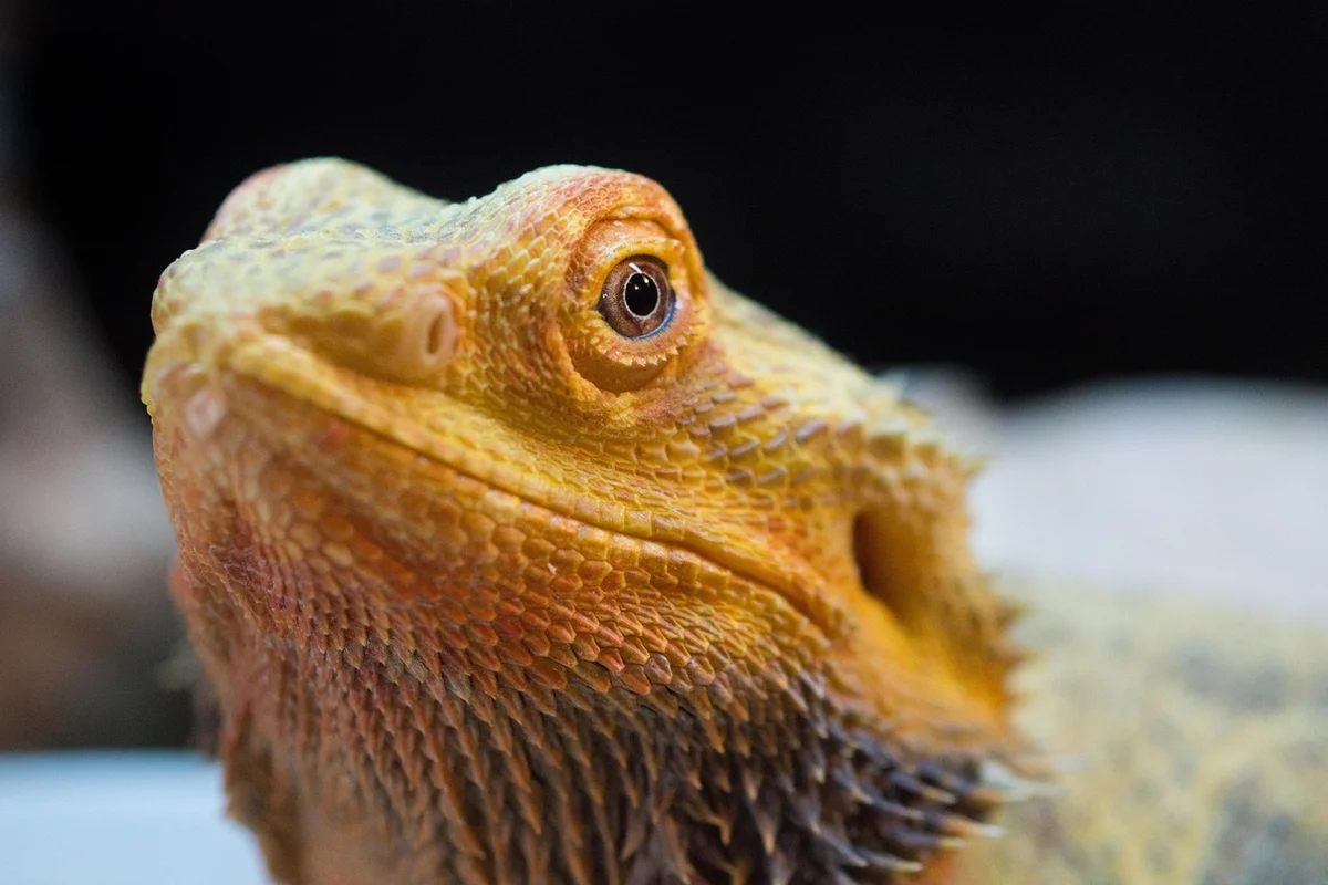 Close-up of a bearded dragon's head with textured orange-brown scales and a calm, alert eye.