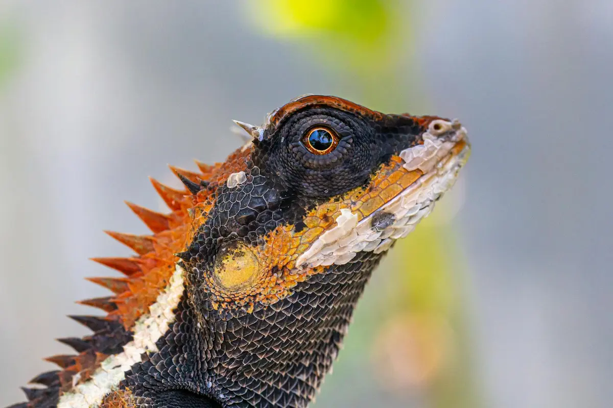 Close-up of a bearded dragon's head with spiny crest and textured scales, looking upward.