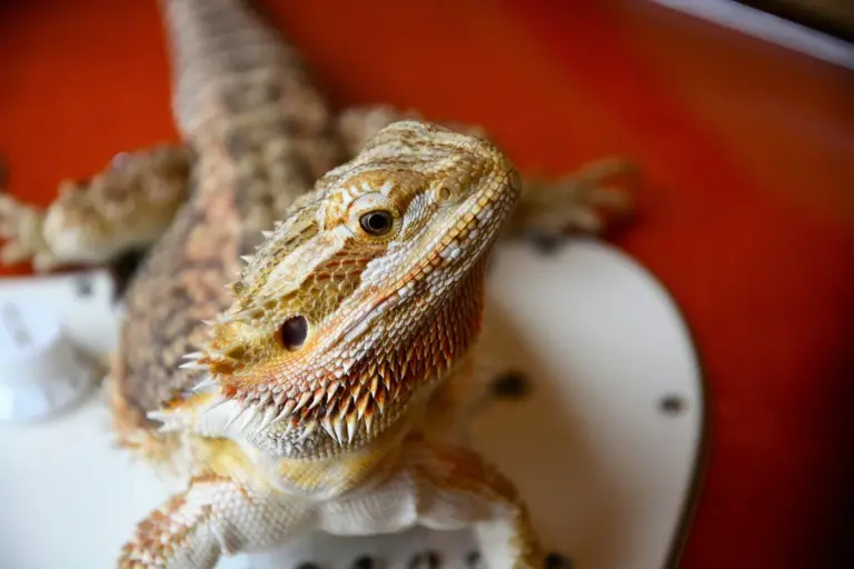 Close-up photo of a bearded dragon facing the camera, perched on a white surface with a red background.