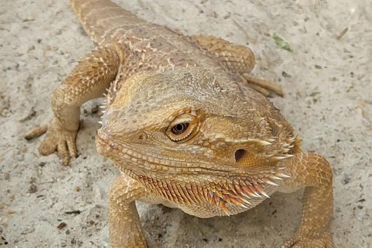 Bearded dragon on sandy substrate
