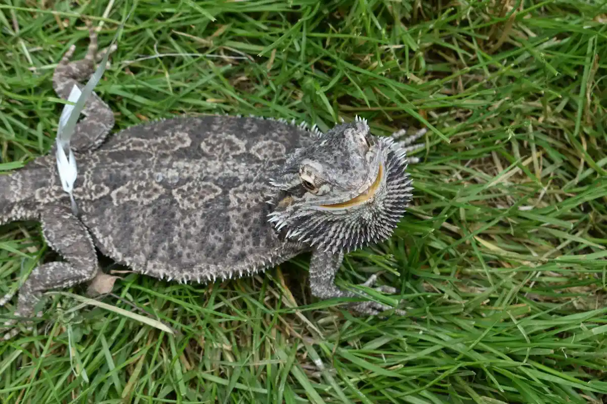 Bearded dragon on green grass, illustrating a daily feeding setup with live insects and leafy greens.