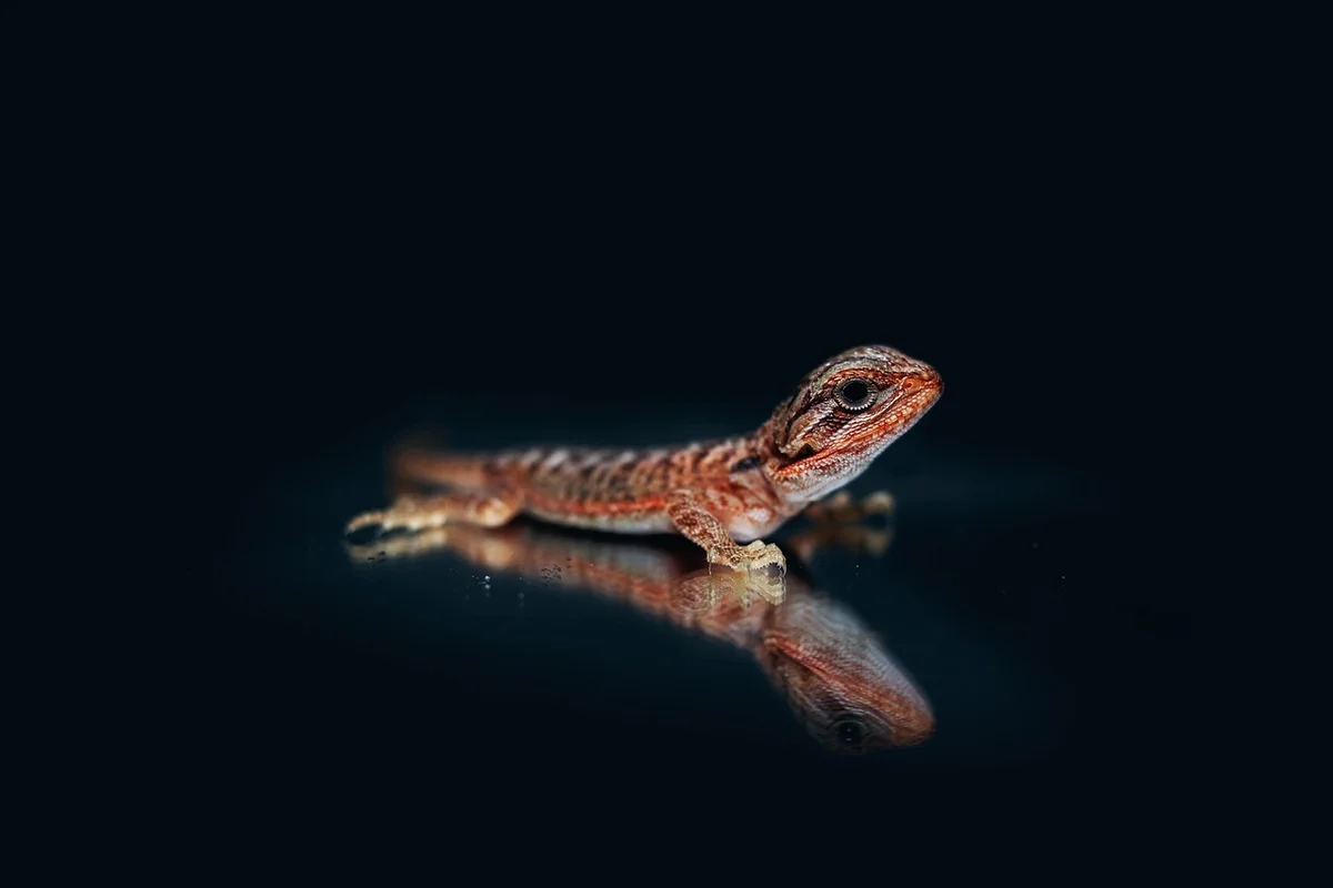 A small bearded dragon on a dark, reflective surface with a soft glow around the edges.