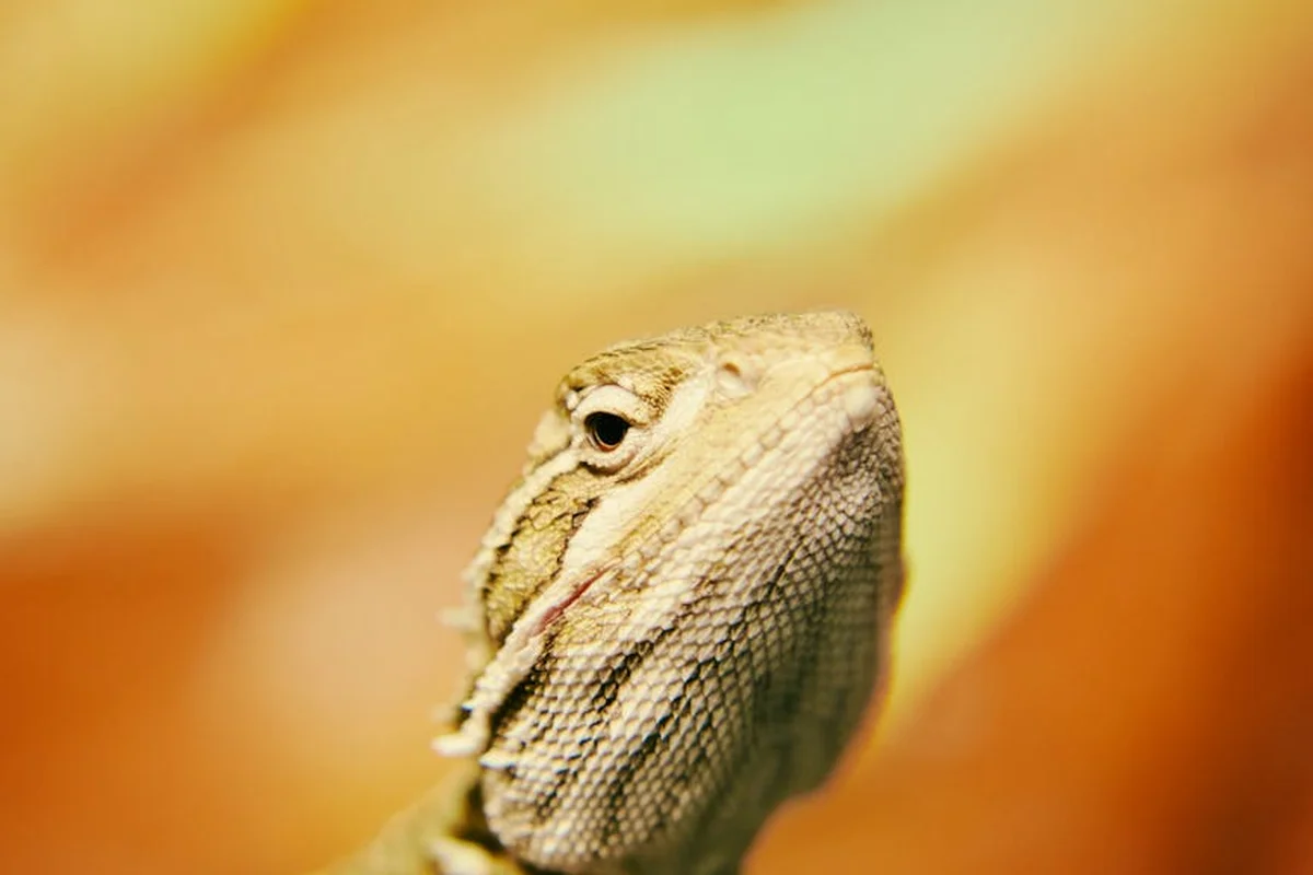 Close-up of a bearded dragon's head with a textured scale pattern against a warm orange background.