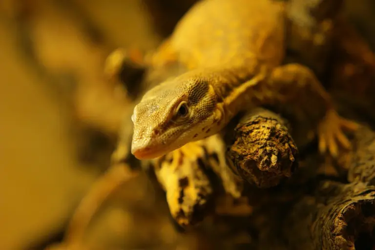 Close-up of a bearded dragon perched on a piece of wood inside a warm-toned enclosure