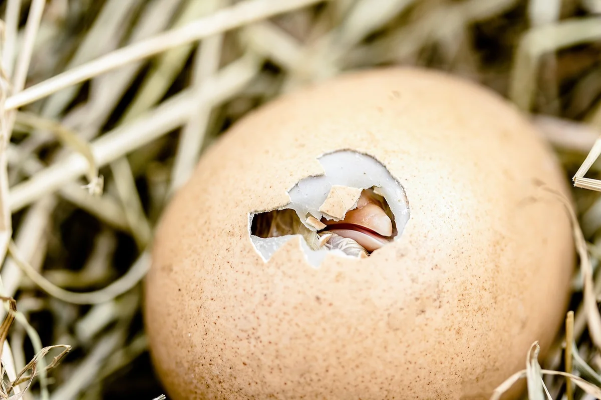 Close-up of a beige bearded dragon egg with a small hole showing interior tissue, resting on straw.