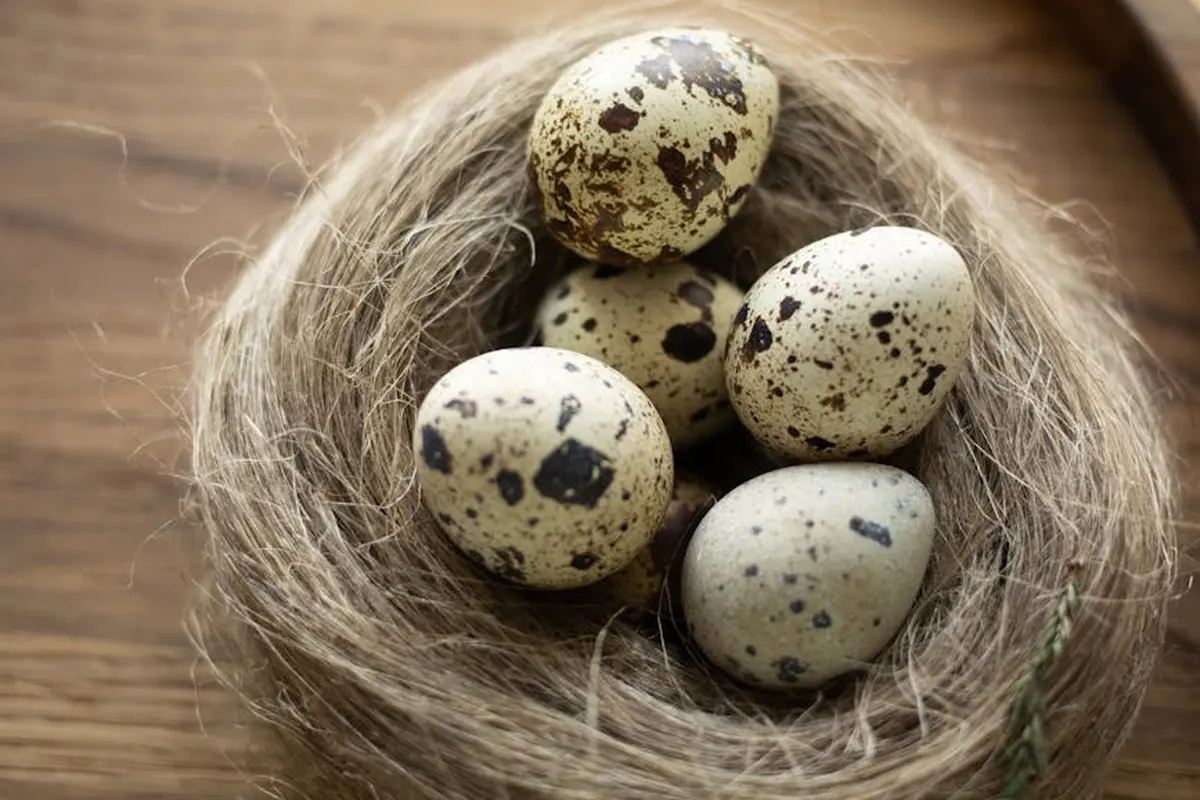 Bearded dragon eggs speckled with brown resting in a small woven nest on a wooden surface.