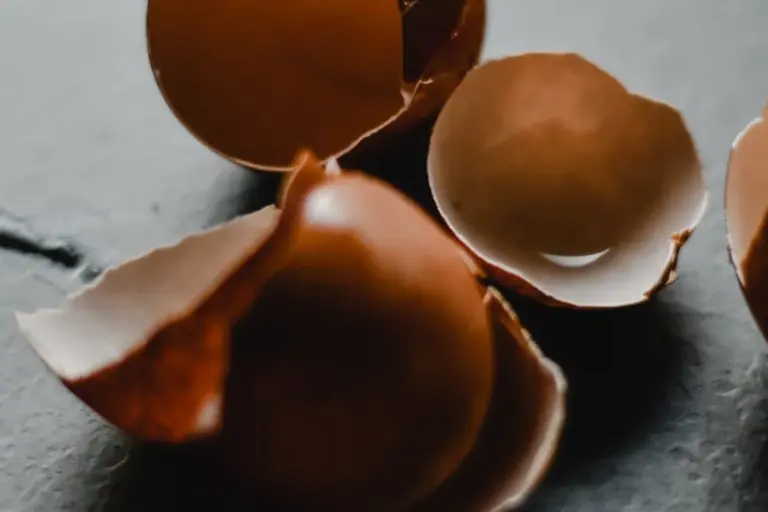 Cracked bearded dragon eggshells on a dark surface
