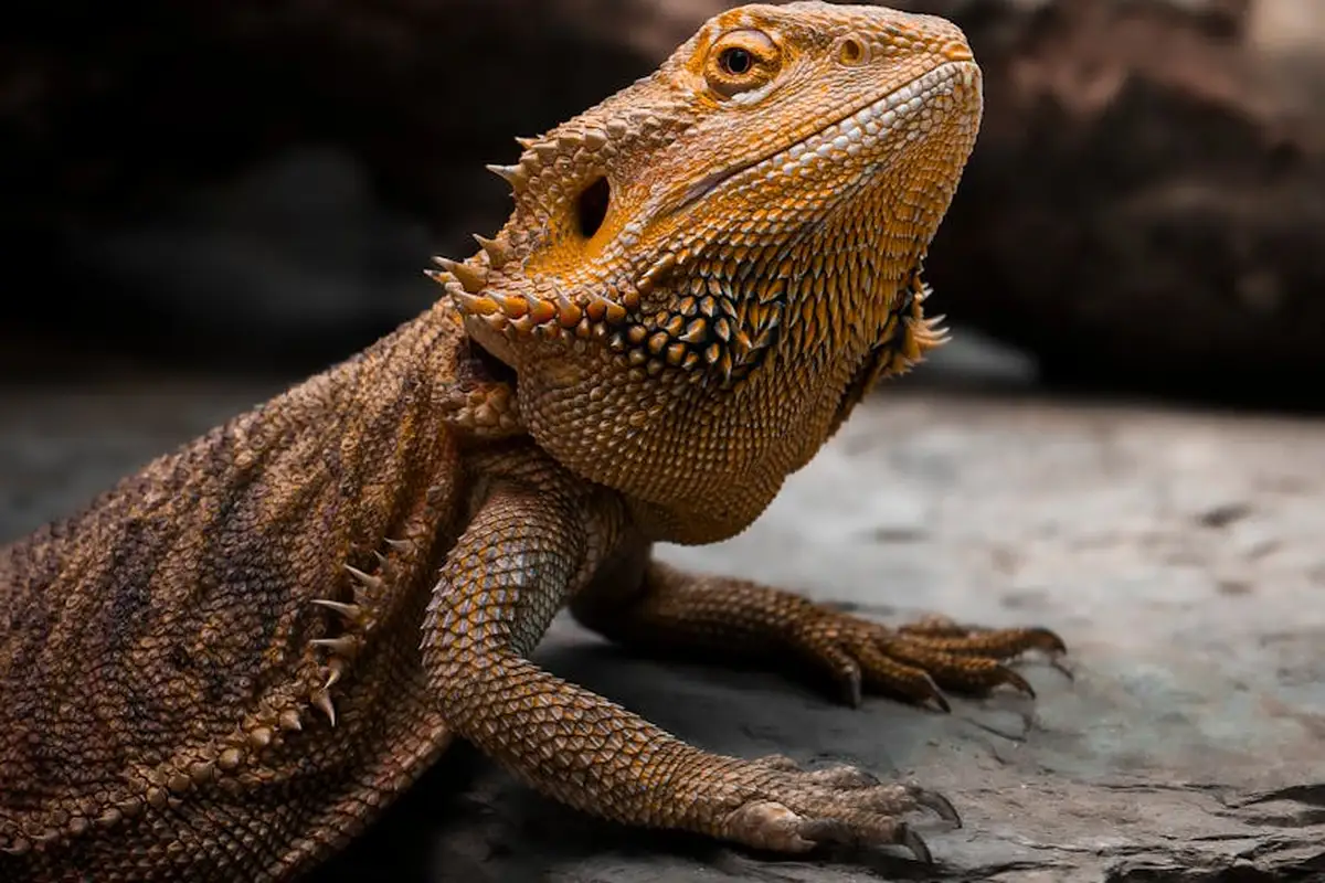 Close-up view of a bearded dragon on a rocky surface, showcasing its textured scales and spiny beard.